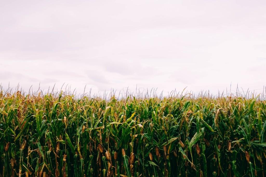 Maize sourcing
